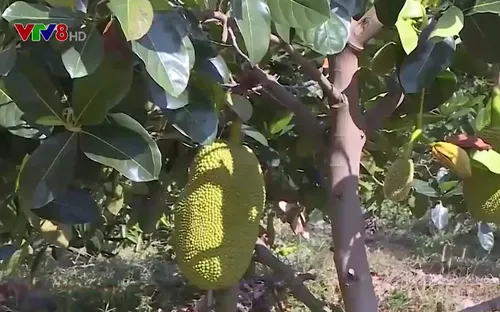 Kon Tum: Trang trại trái cây theo tiêu chuẩn quốc tế
