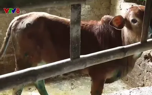 Nghệ An công bố bệnh viêm da nổi u cục ở trâu bò