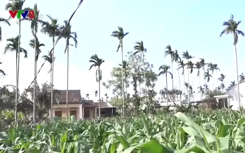 Quảng Ngãi xây dựng nông thôn mới kiểu mẫu