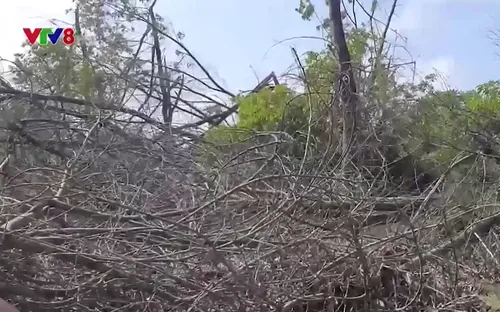 Quảng Nam: Nguy cơ cháy rừng phòng hộ ven biển