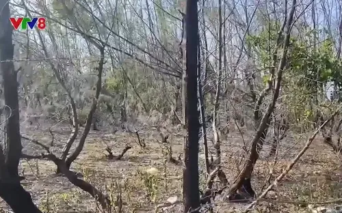 Tìm giải pháp ngăn chặn cháy rừng ven biển Quảng Nam