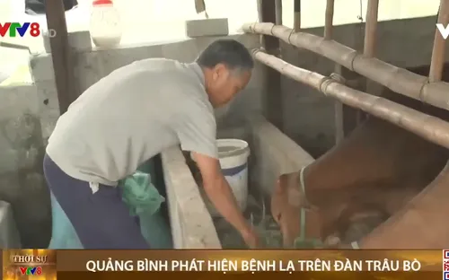 Quảng Bình phát hiện bệnh lạ trên đàn trâu bò
