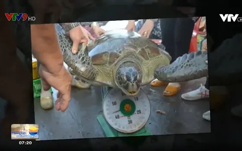 Bến Tre thả rùa biển do người dân giao nộp