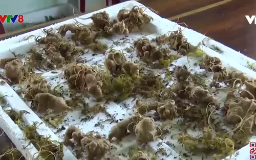 Kon Tum: Phát hiện loại củ giống sâm Ngọc Linh từ phía Bắc vào