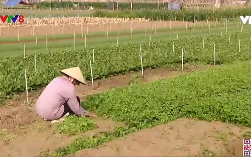 Nghệ An: Hàng trăm tấn rau màu thối rữa vì ế ẩm