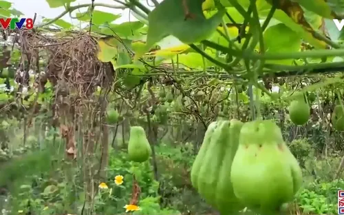 Thanh Hóa: Rau màu được mùa mất giá