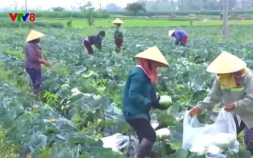 Bao giờ hết "giải cứu nông sản"