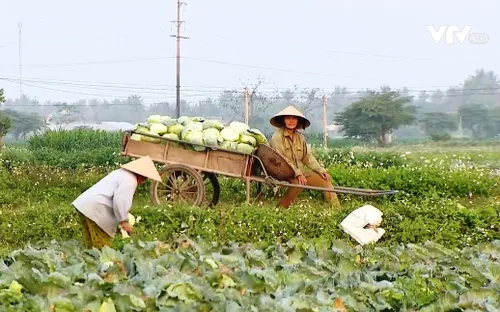 Nông sản ở nhiều địa phương rẻ như cho vẫn không có người mua