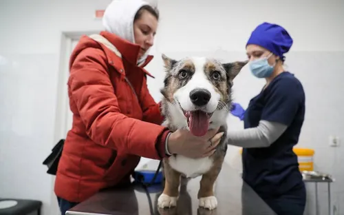 Nga đăng ký vaccine COVID-19 đầu tiên cho động vật