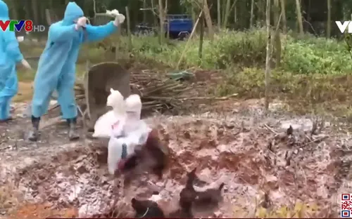 Quảng Nam: Nỗ lực ngăn chặn dịch cúm gia cầm