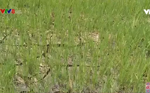 Đắk Nông: Phòng, chống hạn hán mùa khô năm 2021