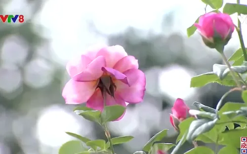 Làm giàu từ hoa hồng