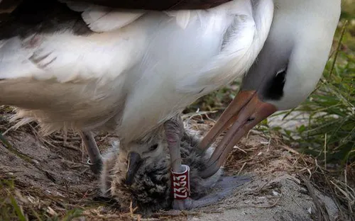 Con chim già nhất thế giới 70 tuổi vẫn tiếp tục sinh con