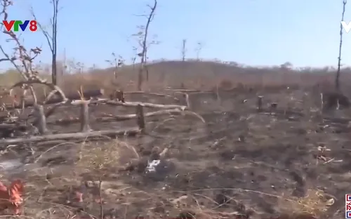 Đắk Lắk hàng chục héc ta rừng bị tàn phá