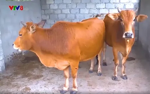 Bệnh viêm da nổi cục ở trâu bò xuất hiện tại Quảng Ngãi