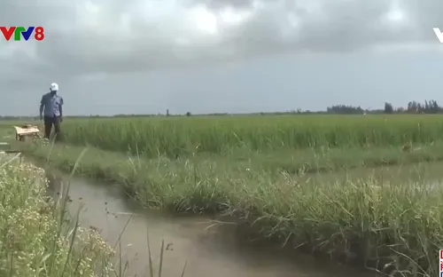 Quảng Bình dập dịch đạo ôn trên cây lúa