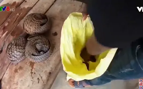 WHO kêu gọi chấm dứt buôn bán động vật hoang dã