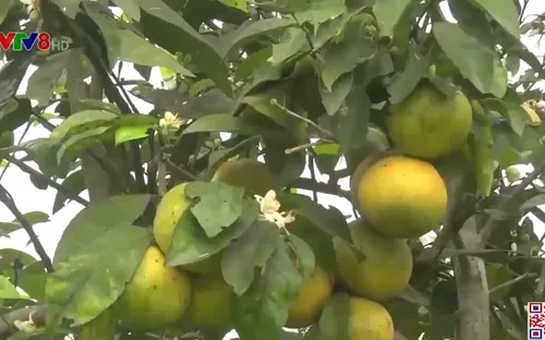 Nghệ An: Hệ lụy do phát triển ồ ạt cây có múi