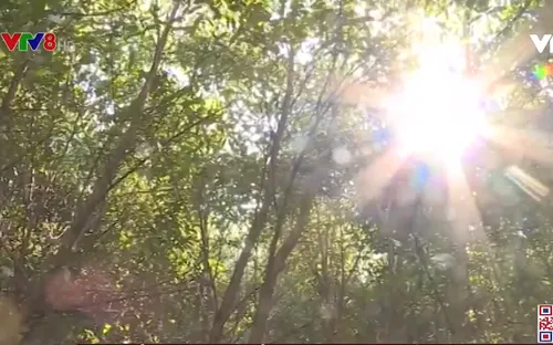 Đắk Lắk: 200.000 ha rừng khu vực trọng điểm dễ cháy