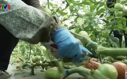 Nhật Bản: Ngành nông nghiệp thu hút lao động trong dịch bệnh