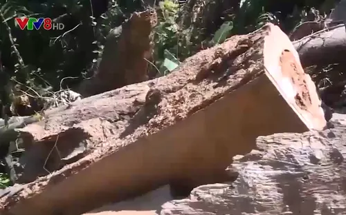 Thừa Thiên - Huế: Làm rõ trách nhiệm để xảy ra tình trạng phá rừng