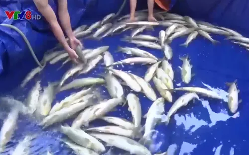 Cá chết trên sông Mã, dấu hỏi về quản lý chất thải công nghiệp?