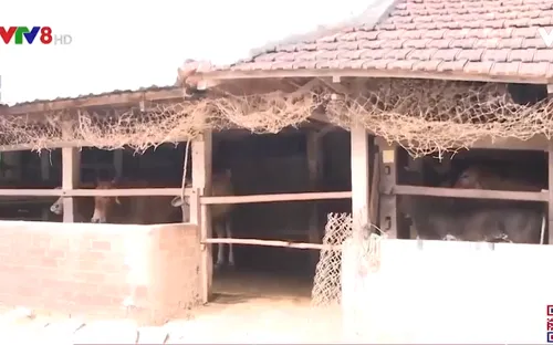 Bình Định: Tăng cường phòng chống dịch bệnh trên gia súc