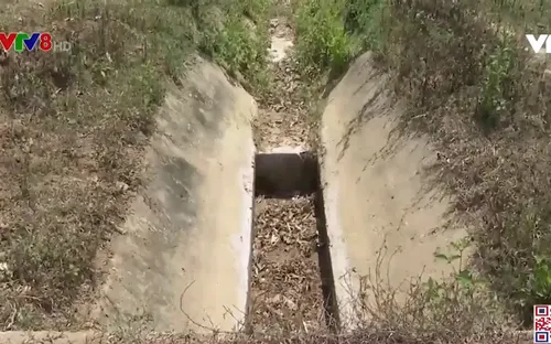 Quảng Ngãi: Nguy cơ thiếu nước vụ hè thu