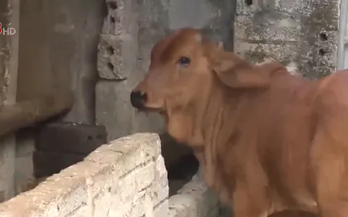 Thanh Hóa phòng chống bệnh viêm da nổi cục trên trâu bò