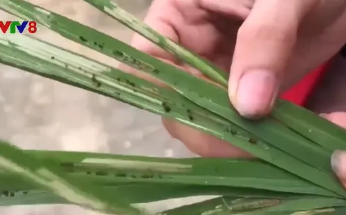 Hà Tĩnh: Kiểm soát dịch bệnh trên lúa Xuân