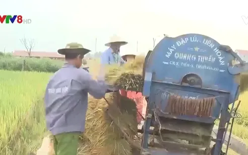 Nông dân khẩn trương thu hoạch lúa đông xuân