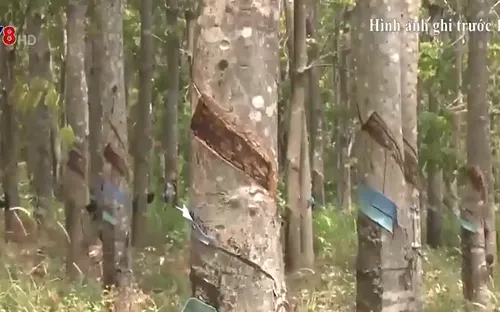 Gia Lai: Hàng trăm héc ta cao su “vô chủ” trên đất rừng