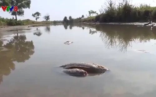 Quảng Trị: Cá chết bất thường tại KCN Quán Ngang