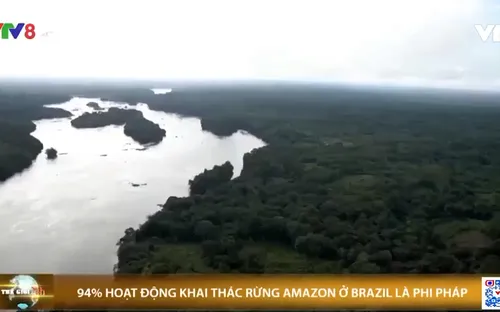 94% hoạt động khai thác rừng Amazon ở Brazil là phi pháp