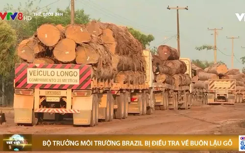 Bộ trưởng môi trường Brazil bị điều tra về buôn lậu gỗ
