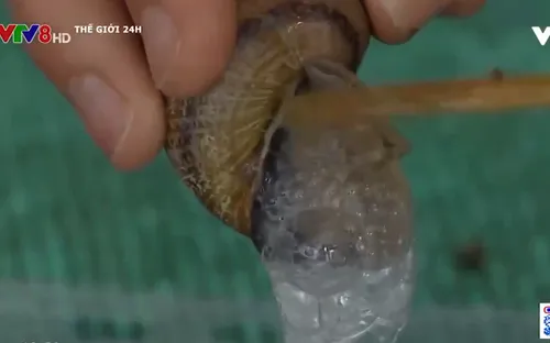 Làm xà bông từ dịch nhầy Ốc sên