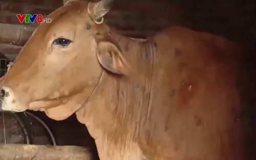 Quảng Nam: Bệnh viêm da nổi cục trên trâu bò lan rộng