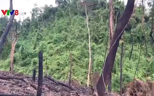 Nghịch lý đốt rừng để trồng rừng ở Quảng Nam