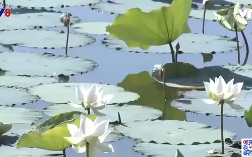 Thừa Thiên - Huế khôi phục thành công giống sen trắng