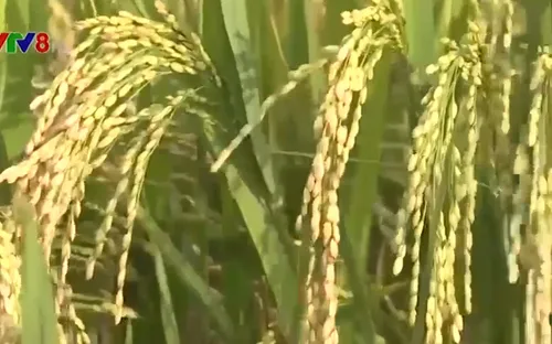 Gia Lai: Hướng đi mới cho ngành nông nghiệp