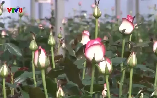 Lâm Đồng sản xuất giống hoa xuất khẩu đạt giá trị cao