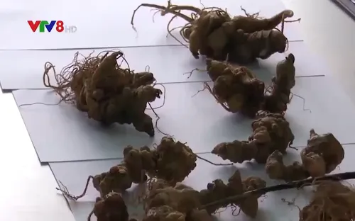 Tổ chức tiêu hủy sâm Ngọc Linh giả