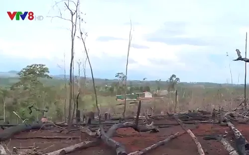 Đắk Nông: Nóng tình trạng phá rừng để chiếm đất sản xuất