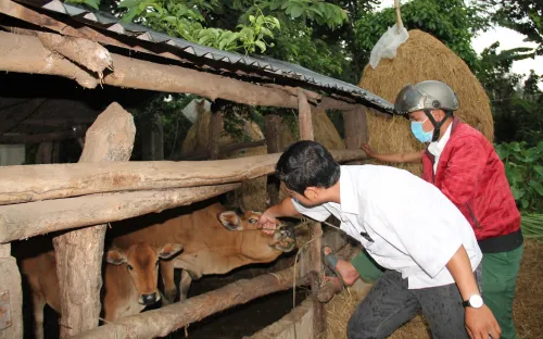 Đắk Lắk: Phòng chống bệnh viêm da nổi cục trên trâu bò