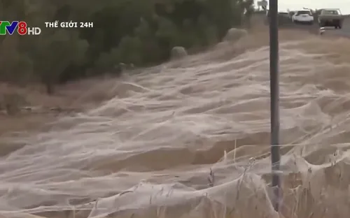 Mạng nhện bao trùm vùng nông thôn Australia