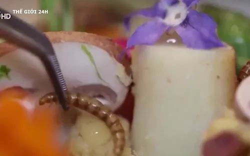 Loại côn trùng đầu tiên được Châu Âu dán nhãn thực phẩm