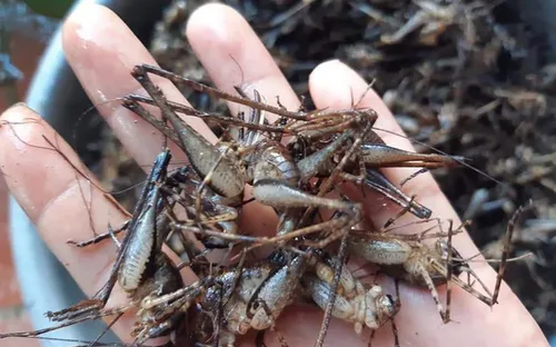 Tôm rừng bò chi chít trên cây, giá nửa triệu đồng/kg