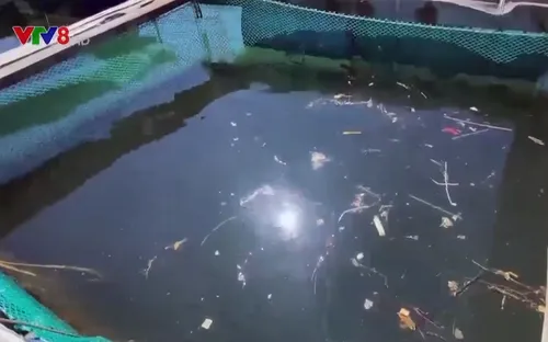 Nguy cơ ô nhiễm môi trường vùng nuôi thủy sản trên biển