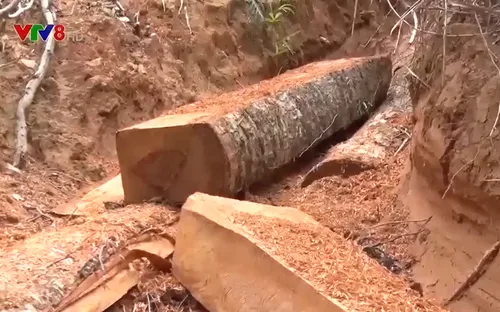 Rừng giao cho địa phương quản lý liên tục bị xâm hại