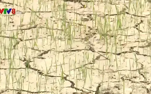 Quảng Nam: Yêu cầu thủy điện điều tiết xả nước